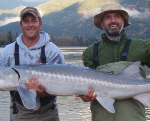 6-foot White Sturgeon caught on the lower Fraser River