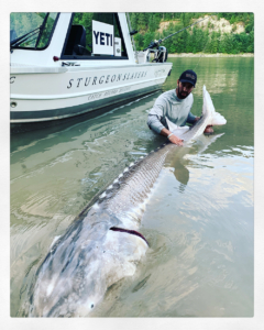 Photo of a large sturgeon being held in the water by his tail