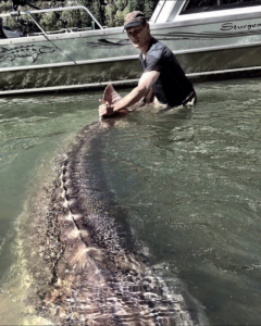Photo of a large sturgeon being held in the water by his tail
