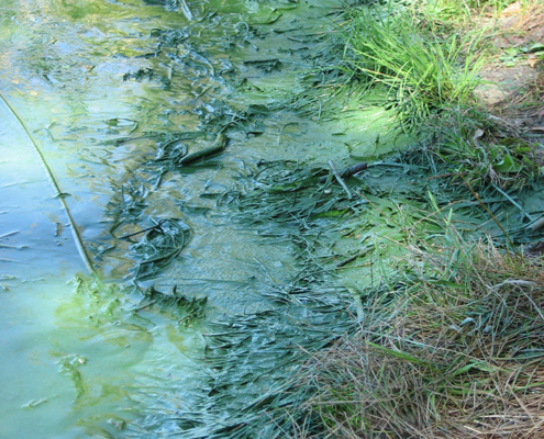 Photo of Blue Green Algae along the shoreline