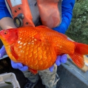 Photo of a giant invasive goldfish
